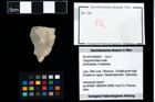 Foto (Objekt + Etikett) von Cengodromites ovale  (NHMW-GEO-2014-0194-0002)